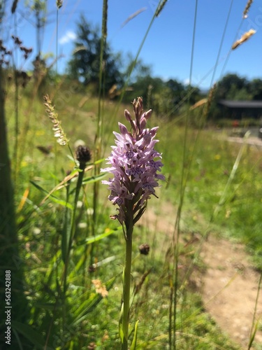 Common spotted orchid growing in Lake District, UK