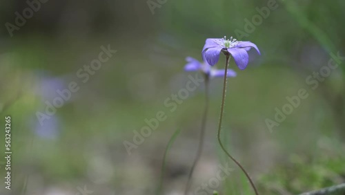 Blue scilla is plant of lily family which typically bears small blue star or bell shaped flowers and glossy straplike leaves photo