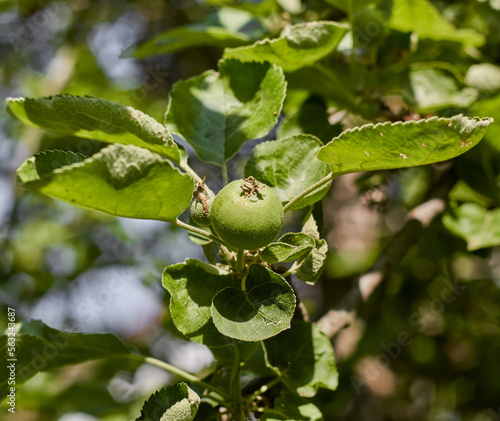 A green unripe apple on a branch of an apple tree.