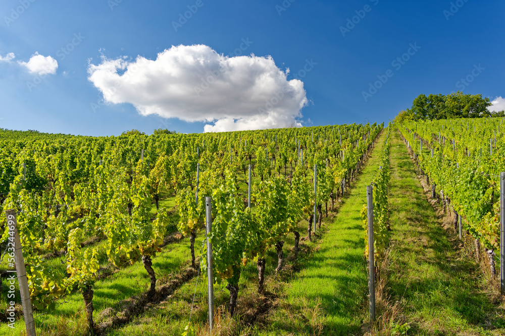 Weinlage Maustal beim Weinort Sulzfeld am Main, Landkreis Kitzingen, Unterfranken, Franken, Bayern, Deutschland.