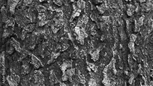 Black and white bark wood texture. Old cracked wooden surface