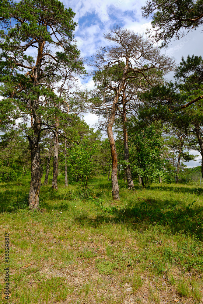 Naturschutz- und Landschaftsschutzgebiet Höhfeldplatte bei Thüngersheim, Landkreis Main-Spessart, Unterfranken, Bayern, Deutschland