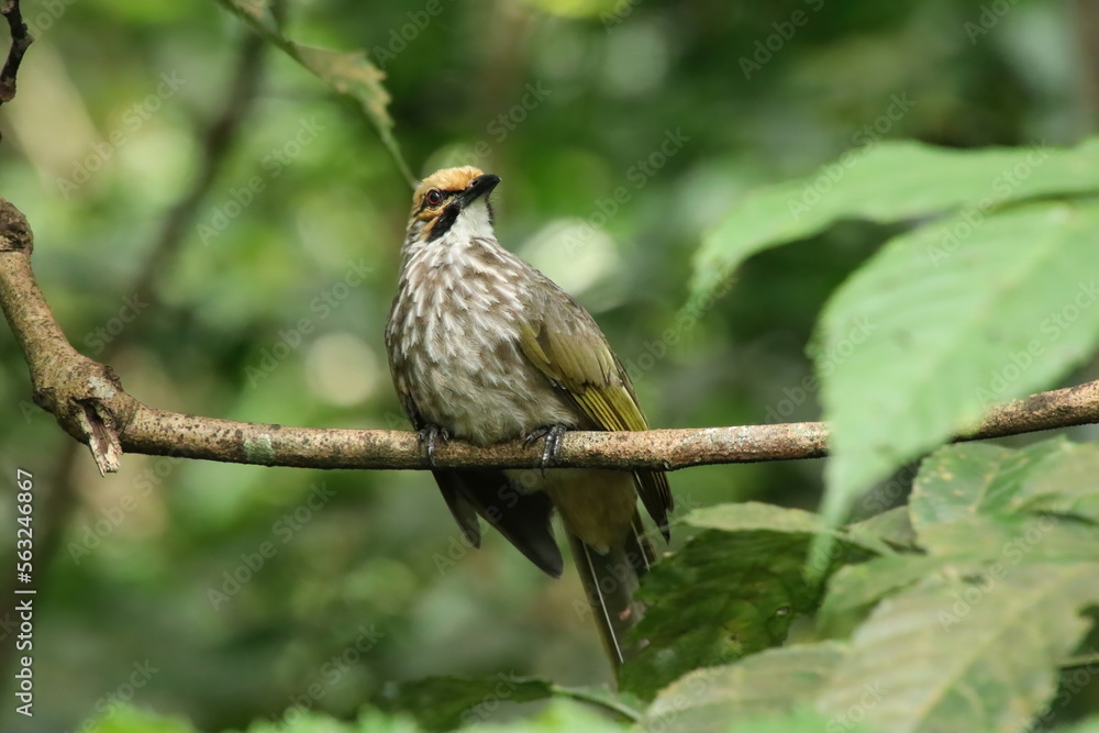 Straw Headed Bulbul in a nature Reserve Straw Headed Bulbul in a nature Reserve
