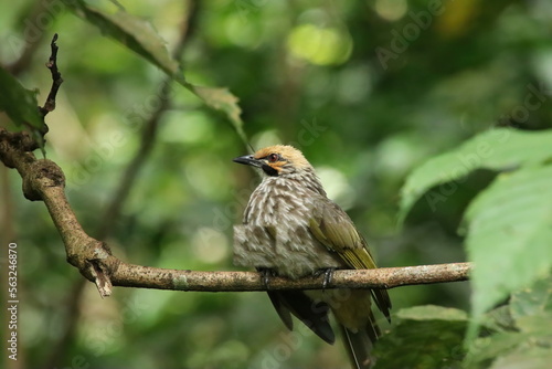 Straw Headed Bulbul in a nature Reserve