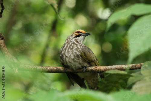 Straw Headed Bulbul in a nature Reserve