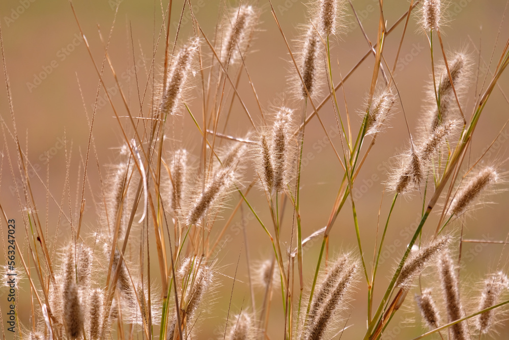 Fototapeta premium grass pattern background nature background.