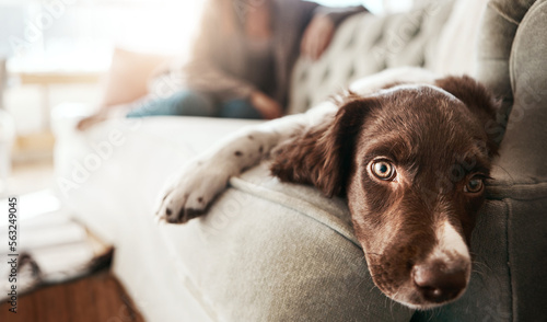 Adorable sad dog, relax and sofa lying bored in the living room looking cute or tired with fur at home. Portrait of relaxed animal, pet or puppy with paws on the couch interior relaxing at the house