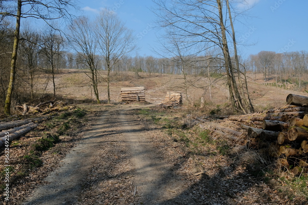 FU 2022-03-26 Siegsteig 34 Neben dem Weg liegen Stapel mit Baumstämmen