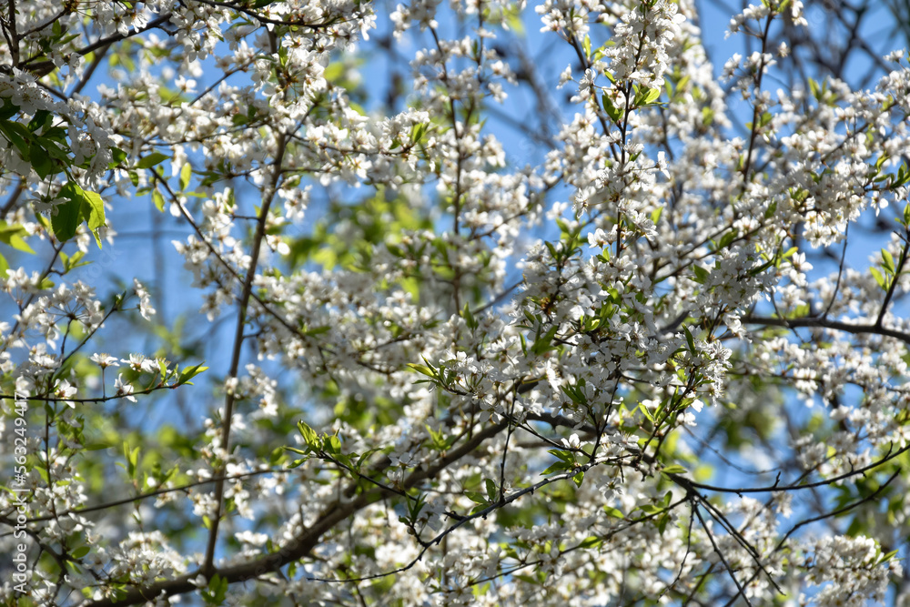 Branches of cherry blossoms in garden in springtime. Blooming Cherry Blossoms against blue sky. Early Spring. Selective focus. Branches of cherry blossoms in garden in springtime. Blooming Cherry Blossoms against blue sky. Early Spring. Selective focus.