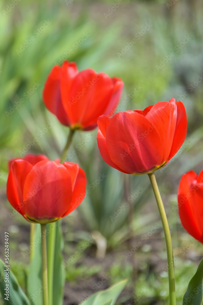 Bright red tulips on green grass background in garden. Beauty in nature, spring flowers. Vertical photo. Selective focus.