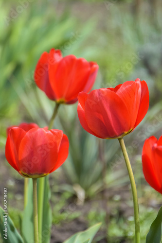 Bright red tulips on green grass background in garden. Beauty in nature  spring flowers. Vertical photo. Selective focus.