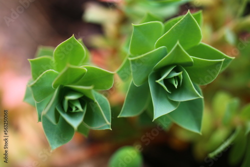 Euphorbia myrsinites Wilczomlecz mirtowaty