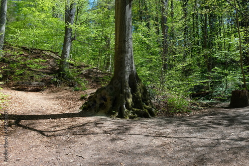 FU 2022-04-18 Drachenfels 57 Im gr  nen Wald wachsen kr  ftige B  ume