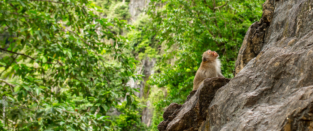 Monkeys in nature in the jungle of Thailand. A flock of monkeys on the rocks. Wildlife scene with wild animals. Monkeys in nature in the jungle of Thailand. A flock of monkeys on the rocks. Wildlife scene with wild animals.