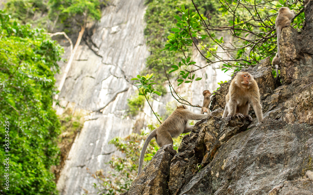 Monkeys in nature in the jungle of Thailand. A flock of monkeys on the rocks. Wildlife scene with wild animals. Monkeys in nature in the jungle of Thailand. A flock of monkeys on the rocks. Wildlife scene with wild animals.