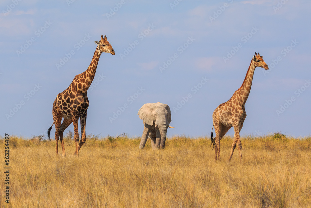 Naklejka premium Giraffe and elephant in th Etosha National Park in Namibia.