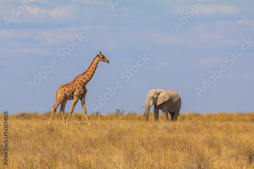 Giraffe and elephant in th Etosha National Park in Namibia.