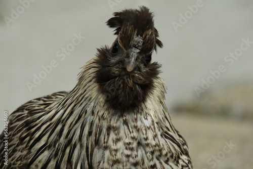Red Jungle Fowl Chicken Rooster in a park farm