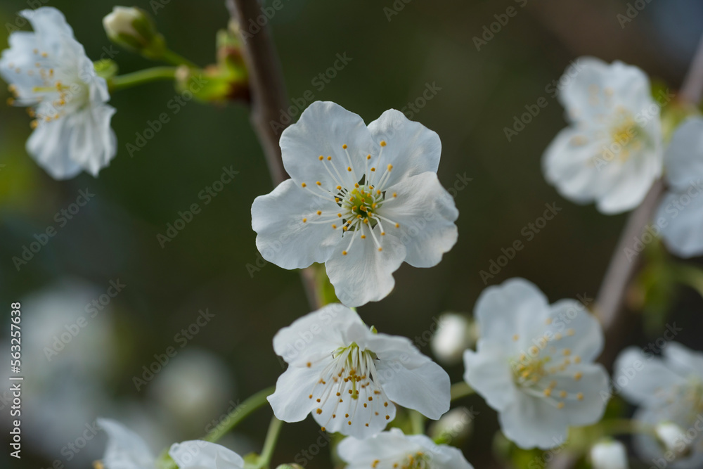 tree flowers tree flowers