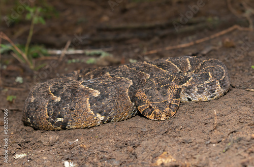 Puff adder (Bitis arietans)