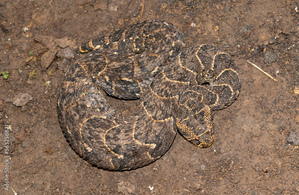 Obraz premium Puff adder (Bitis arietans)