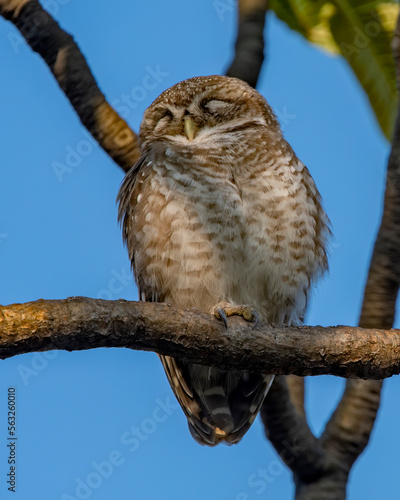 Spotted owlet or Athene brama observed in Hampi in Karnataka, India