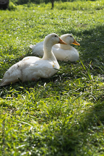 White domestic Peking ducks sit on green grass on a summer sunny day.