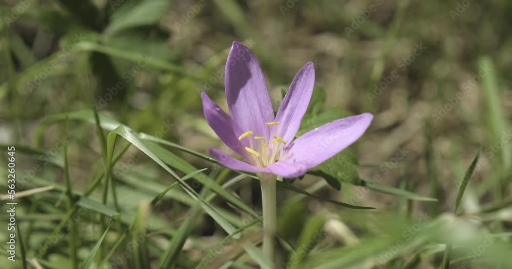 Pink saffron crocus flower in the wind Pink saffron crocus flower in the wind