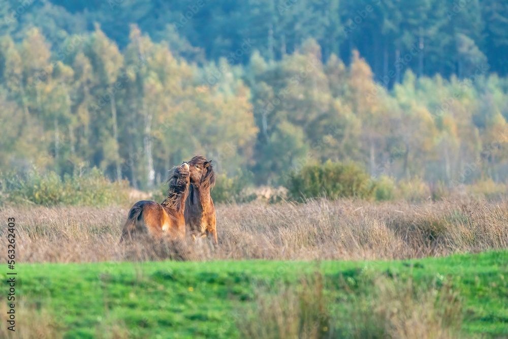 Two fighting wild brown Exmoor ponies, against a forest and reed background, nature reserve in Fochteloo, autumn colors in winter. The Netherlands. Selective focus, lonely, one animal.