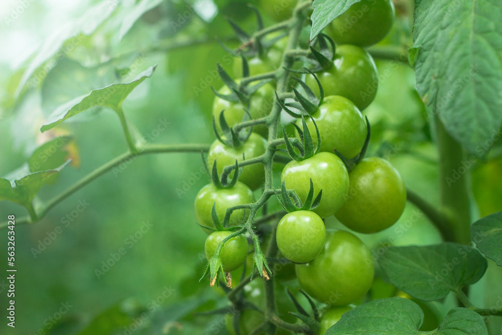 unripe cherry tomatoes in organic greenhouse on a blurred background of greenery. Eco-friendly natural products, rich fruit harvest. Close up macro. Selective focus. unripe cherry tomatoes in organic greenhouse on a blurred background of greenery. Eco-friendly natural products, rich fruit harvest. Close up macro. Selective focus.