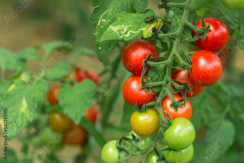 Fotografie ripe and unripe red cherry tomatoes in organic greenhouse on a blurred background of greenery