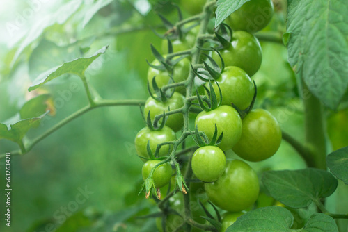 unripe cherry tomatoes in organic greenhouse on a blurred background of greenery. Eco-friendly natural products, rich fruit harvest. Close up macro. Selective focus.