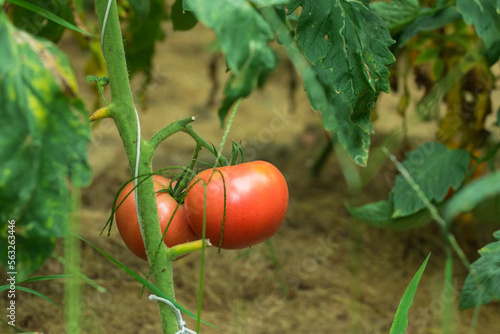 ripe  red tomatoes in organic greenhouse on a background of greenery. . Eco-friendly natural products, rich fruit harvest. Close up macro.  Copy space for your text. Selective focus.