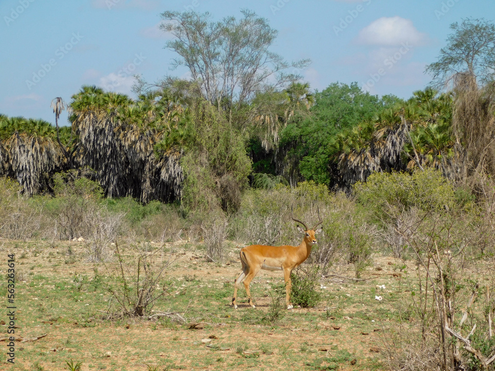 Naklejka premium antelope
