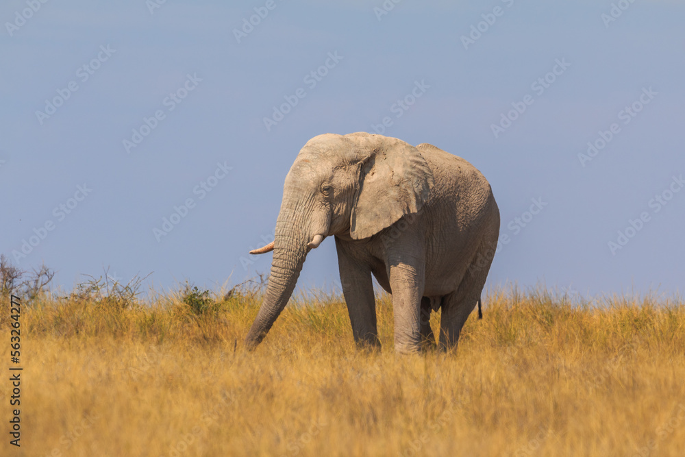 Elephants in natural habitat in Etosha National Park in Namibia.