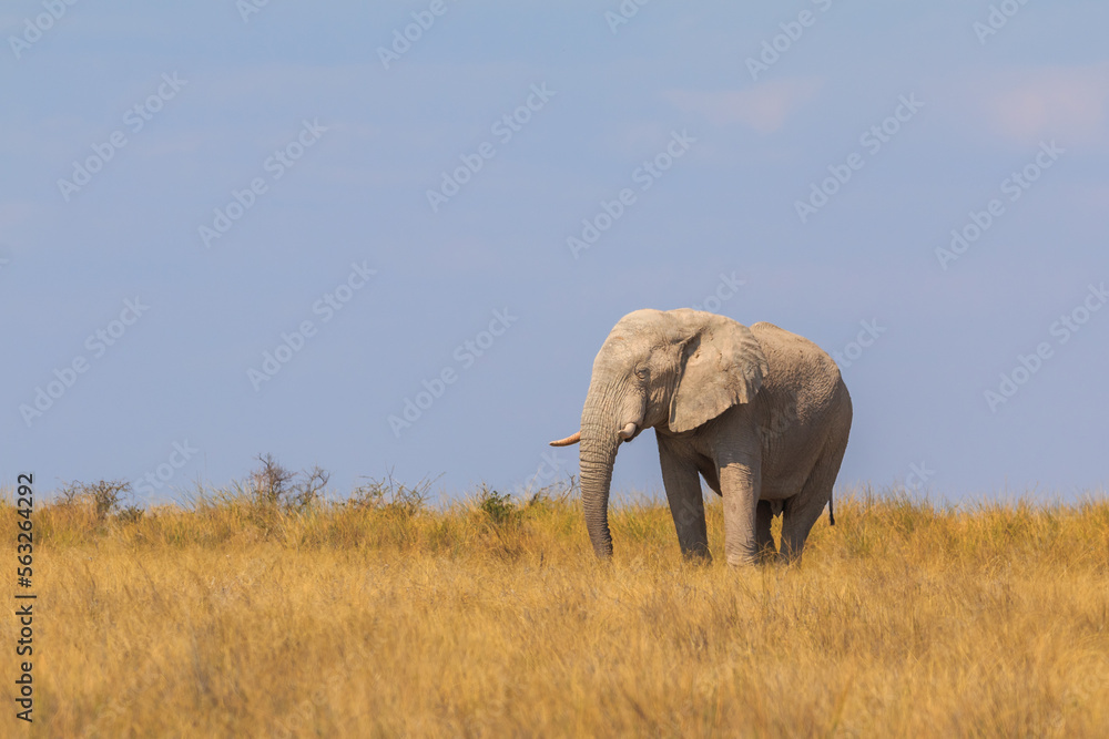 Elephants in natural habitat in Etosha National Park in Namibia.