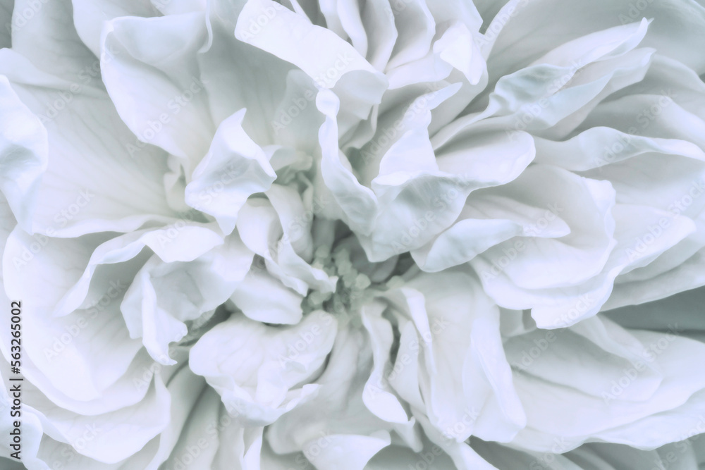Beautiful delicate rose petals macro. Close up flower head in full bloom. Gentle abstract floral pastel background. Abstract new pastel white color background. Beautiful delicate rose petals macro. Close up flower head in full bloom. Gentle abstract floral pastel background. Abstract new pastel white color background.