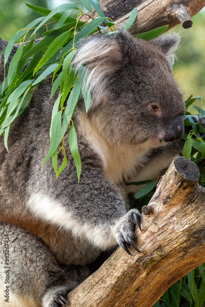 Obraz premium Close up of a koala eating eucalyptus leaves whilst sat on a tree branch. At Longleat Safari Park in Wiltshire, UK