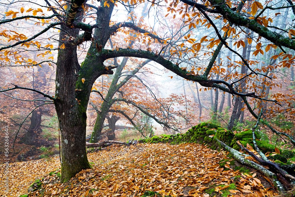 Fototapeta premium Castaños en Casillas