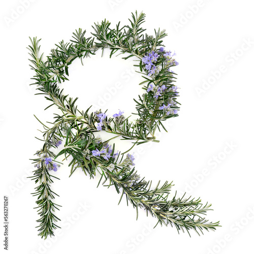 Rosemary herb herbal plant medicine and food seasoning. Used as natural remedy to boost immune system, improve blood circulation, treats bronchial asthma. R letter shape on white.