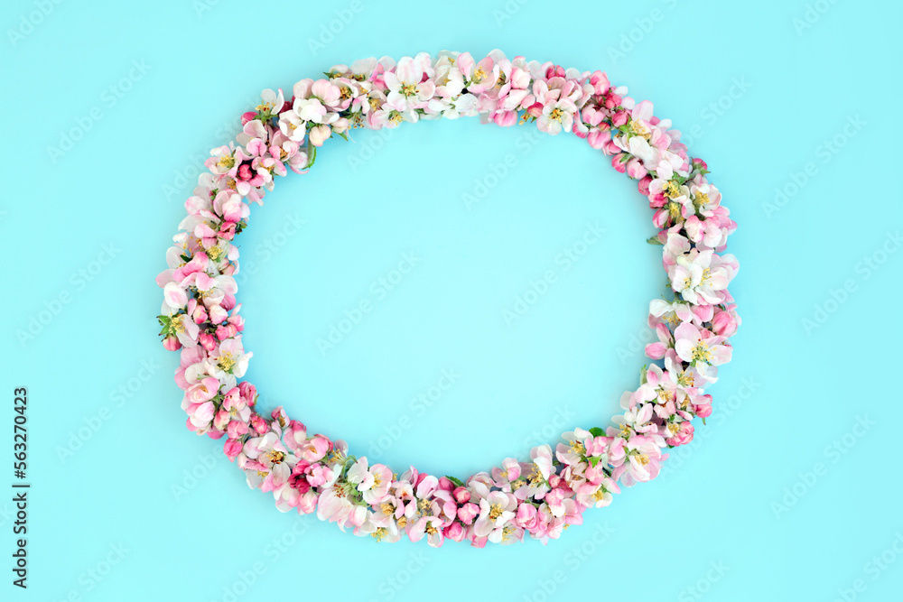 Apple blossom flower Spring wreath on blue background. Floral oval shape natural composition, Springtime flowers, pagan Beltane nature concept. Copy space, top view, flat lay.