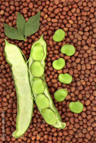 Broad bean legume vegetables dried and fresh with leaves. Vegan health food high in fibre, protein, folate and B vitamins, can lower cholesterol levels. Abstract nutritious superfood background. photo