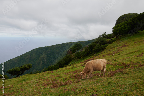 Cow in the mountains, Fanal, Madeira, Europe