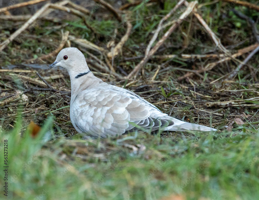 Collared dove looking for food on a hedge line,[oi Collared dove looking for food on a hedge line,[oi