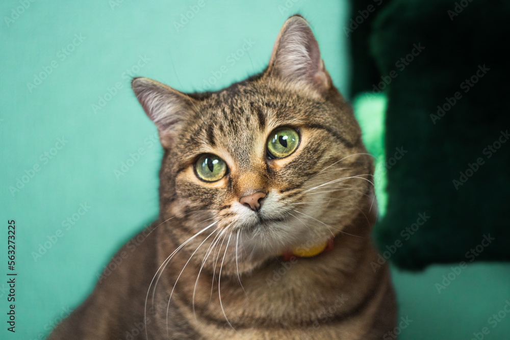 Fluffy kitty looking at camera on green background, front view. Cute young short hair tabby cat sitting in front of green background.