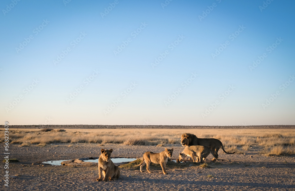 Pride of lions