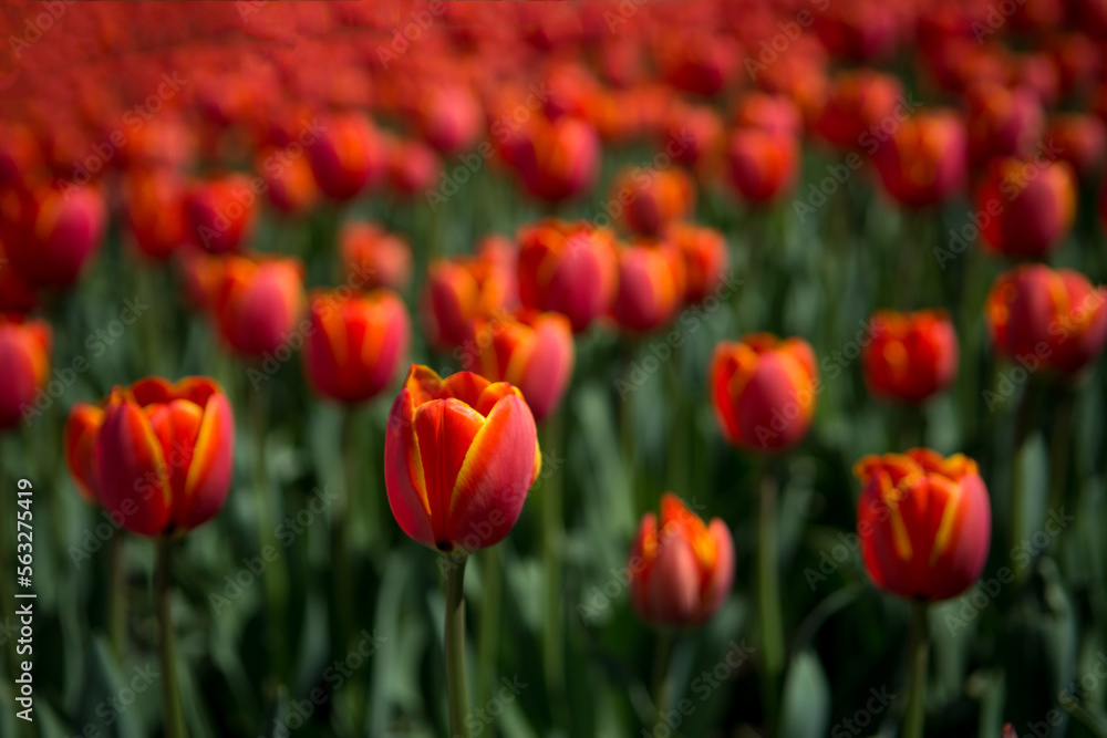 A field of red tulips. Red red tulips with yellow edging. Spring flowers