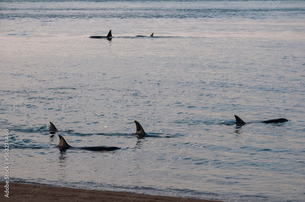 Killer whale family, hunting sea lions on the paragonian coast, Patagonia, Argentina Killer whale family, hunting sea lions on the paragonian coast, Patagonia, Argentina