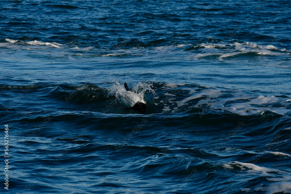 Fototapeta premium Commerson dolphin swimming, Patagonia , Argentina.
