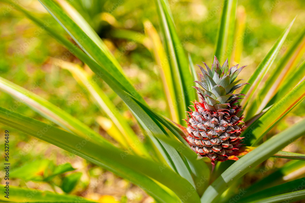 Pineapples growing on a plantation close-up. Pineapple harvest in tropical countries. Fresh tropical fruits. Pineapples growing on a plantation close-up. Pineapple harvest in tropical countries. Fresh tropical fruits.